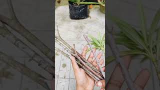 How to grow oleander plant from cuttings [upl. by Gallenz]