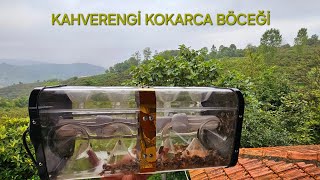 KAHVERENGİ KOKARCA BÖCEĞİ MÜCADELESİ [upl. by Reld]