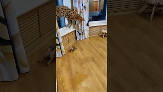 Serval cat being chased by meerkat 😹 [upl. by Ahsilahk]