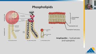 BIOL201 Ch33  Lipids [upl. by Ransom]