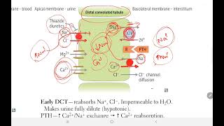 First Aid USMLE Step 1  Distal Convoluted Tubule Gitelman Syndrome Thiazides  Renal  9 [upl. by Ierbua]