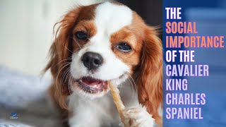 Discover the Social Power of Cavalier King Charles Spaniels [upl. by Sontag]