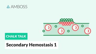 Secondary Hemostasis  Part 1 Coagulation Cascade [upl. by Ynehpets]