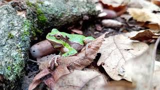 Eastern tree frog  Hyla orientalis  აღმოსავლური ვასაკა  ალავერდი [upl. by Profant761]