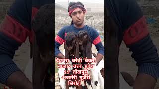 goat sirohigoat bakra funny sirohibakri sirohimale vlog cow serohibadhibakri [upl. by Whiting]