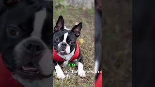 Secrets of Boston Terriers Discover the Unique Physical Characteristics of this Adorable Breed [upl. by Giorgio]