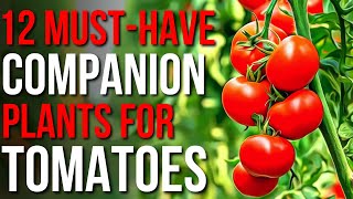 12 Companion Plants For Tomatoes  What To Plant With Tomatoes [upl. by Norri]