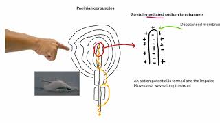 The Pacinian Corpuscle  A Level Biology [upl. by Bernete]