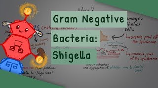 Gram Negative Bacteria Shigella [upl. by Gabie]