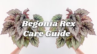 Begonia Rex Care Tips  9 Things You Should Know [upl. by Lindemann521]