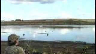 Duck Hunting  Mallard Hunt in Alberta [upl. by Sirehc29]