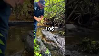 Alligator Attacks Man 🤯 shorts [upl. by Ardnaet]