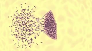 bacteriophage vs ecoli animation [upl. by Ardied]