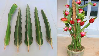 How to grow Purple dragon fruit from cuttings for beginners [upl. by Arten]