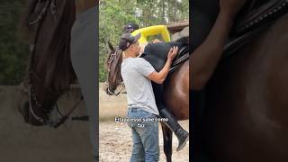 Ele sabe cavalos piadas memesvaqueiros humormemes humor agro shortsyoutube agrobr [upl. by Elttil184]