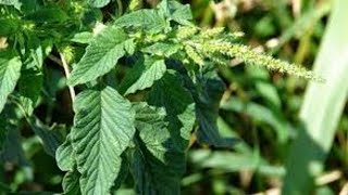 Amaranthus spinosus  Bayam Duri [upl. by Romney]