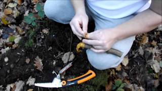 HOW TO MAKE A SURVIVAL CATAPULT  SLINGSHOT [upl. by Nelaf725]