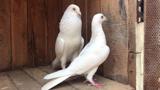 My Pigeon Pairs [upl. by Reh]