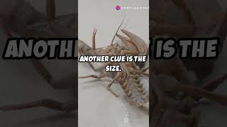 Identifying Crayfish Gender Quick Guide shorts [upl. by Rimas]