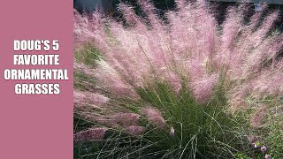 Dougs 5 Favorite Ornamental Grasses [upl. by Arbmahs141]