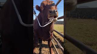 Halter Health Check Diagnosing Cows for Beginners veterinary bulls [upl. by Aronos345]