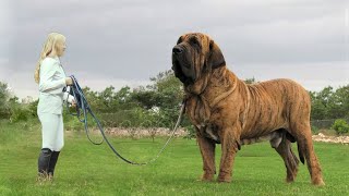 This Is The Largest Dog In The World [upl. by Nueormahc]