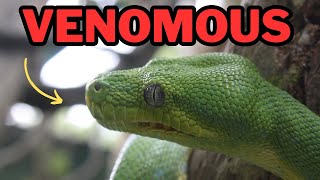 Extremely venomous snake Boomslang [upl. by Icyaj]