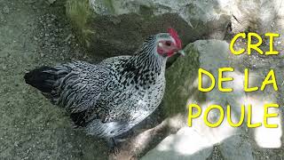 BRUIT de POULE 🐔CHANT de la POULE [upl. by Gearhart]