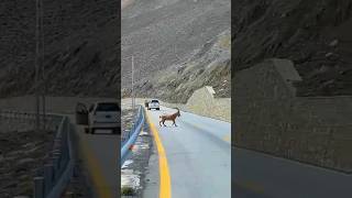 Himalayan Ibex Capra Ibex Sibirica Spotted On KKH  Gilgit Baltistan [upl. by Ibloc423]