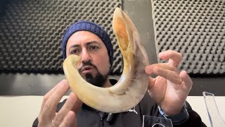 Shofar Carnero MUY Curvo [upl. by Aklog]