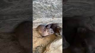 wawa hyrax Baby trending trend tiktok animals [upl. by Ellehciram773]