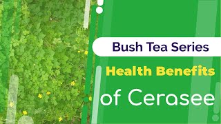 Benefits of Cerasee  Bush Tea Benefits  Jamaican Things [upl. by Yrrej529]