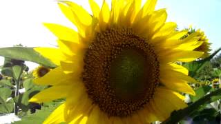 солнце и подсолнух field of yellow sunflowers in Ukraine field of blooming sunflower [upl. by Helmer]