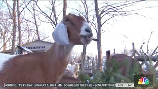 Your Christmas tree can help Philly goats make a difference [upl. by Tuppeny]