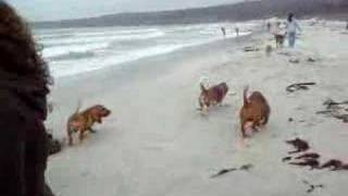 bassets at the beach [upl. by Gemini524]