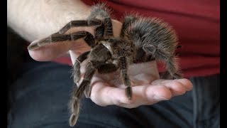 Handling a giant birdeating tarantula [upl. by Burd119]