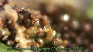 Fern Spores under a microscope [upl. by Nonnelg]