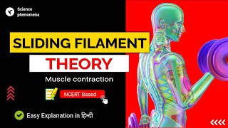 Sliding filament theory of muscle contraction [upl. by Renrew]