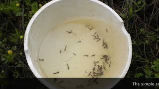 Mosquito larvae surveillance – larval dipping techniques [upl. by Yemrej751]