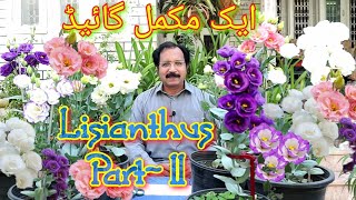 Lisianthus Part  2 Grow and Care Amazing cut flower [upl. by Anivlek]