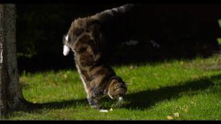 Cat Jumping in Slow Motion  The Slow Mo Guys [upl. by Lorre906]