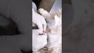 Cat Neutering  Castration  orchidectomy [upl. by Anallise]