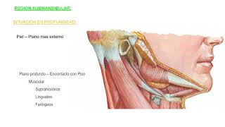 Región Submandibular  Anatomía [upl. by Ifill990]