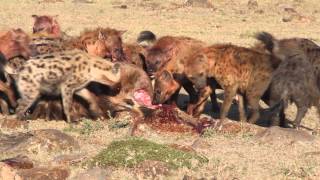 Hyenas Eat a Young Wildebeest in Minutes [upl. by Limhaj]