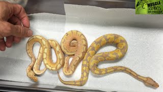 Banana Baby Ball Pythons Genetics Lesson [upl. by Esteban]