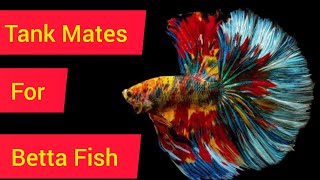 Tank Mates of Betta Fish ll Beautiful Tank Mates for your Betta Tank [upl. by Thomajan]