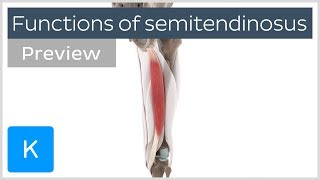 Functions of the semitendinosus muscle preview  3D Human Anatomy  Kenhub [upl. by Diandra]