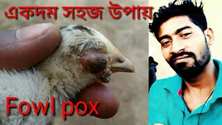 দেশী মুরগি ফাউল pox চিকিৎসা aseel fowl pox treatment [upl. by Eladnyl]