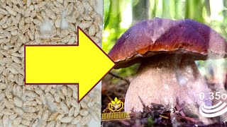 Growing mushrooms from seeds and mycelium [upl. by Scot]