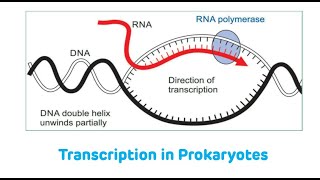 Transcription In Prokaryotes  Transcription [upl. by Lenni]